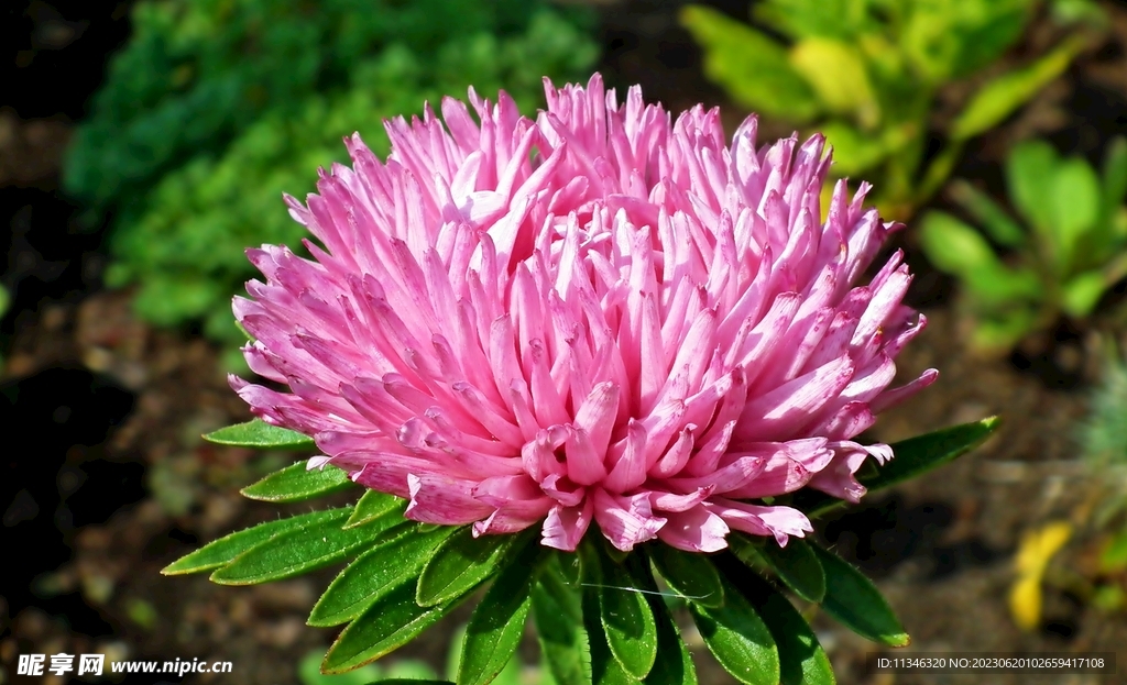菊花