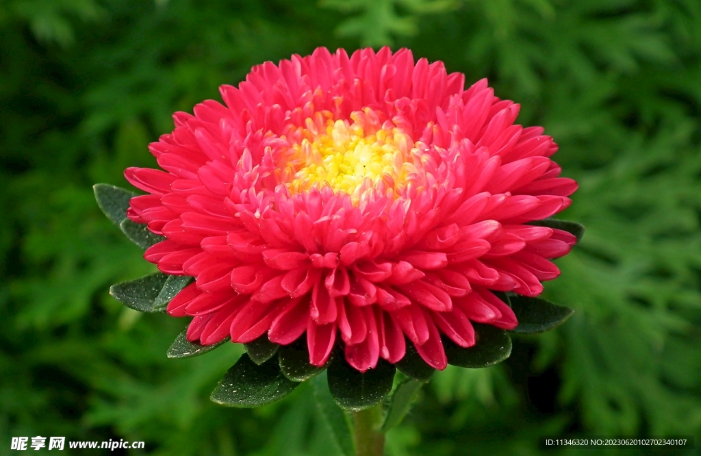 菊花