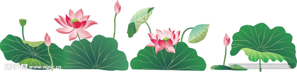 荷花