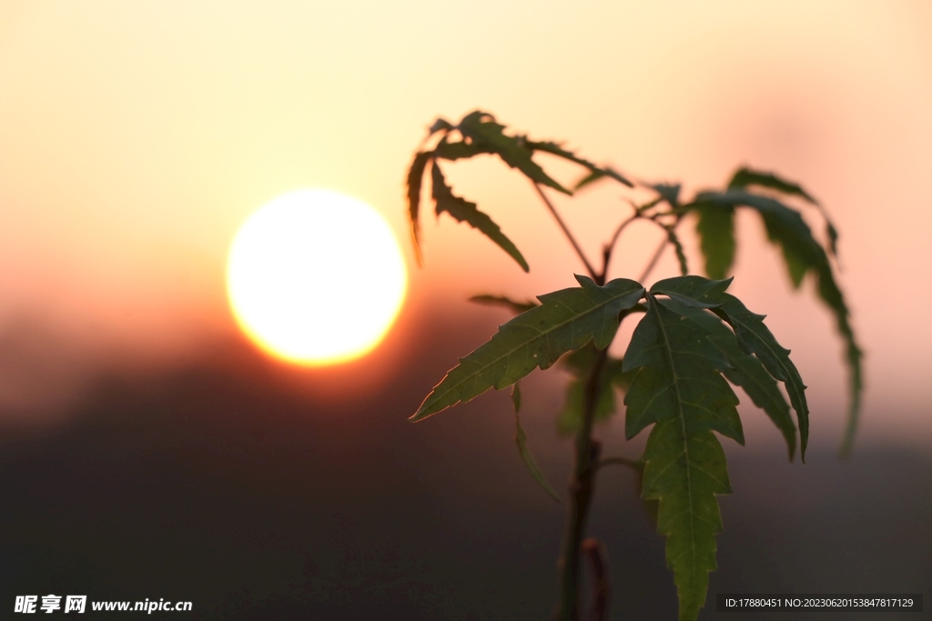 野草