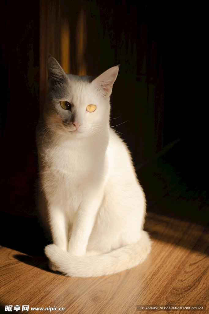 猫