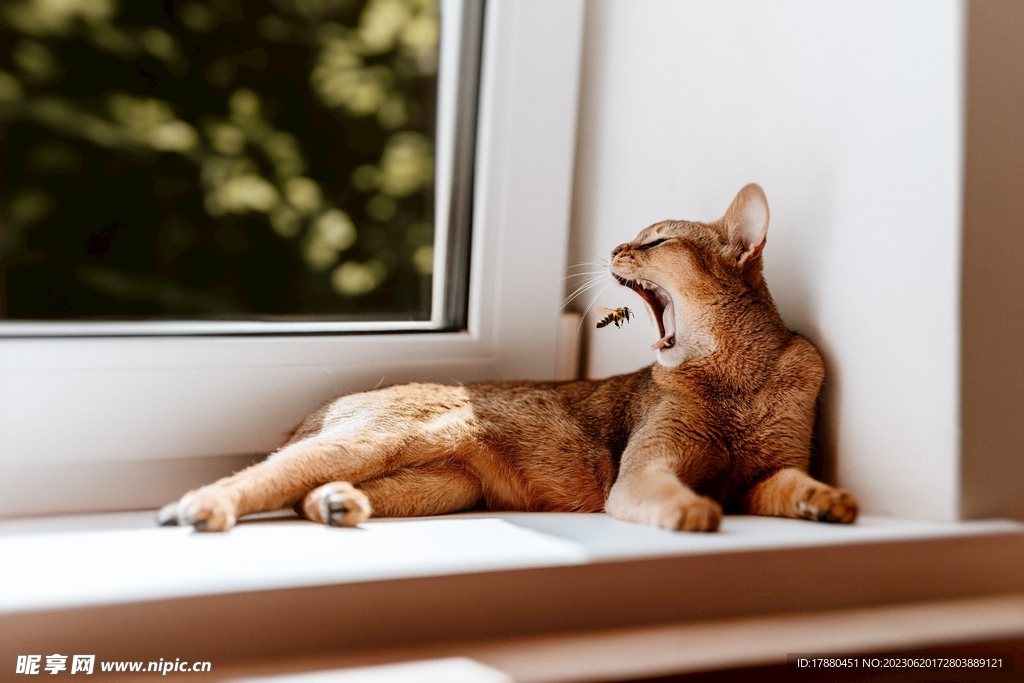 猫
