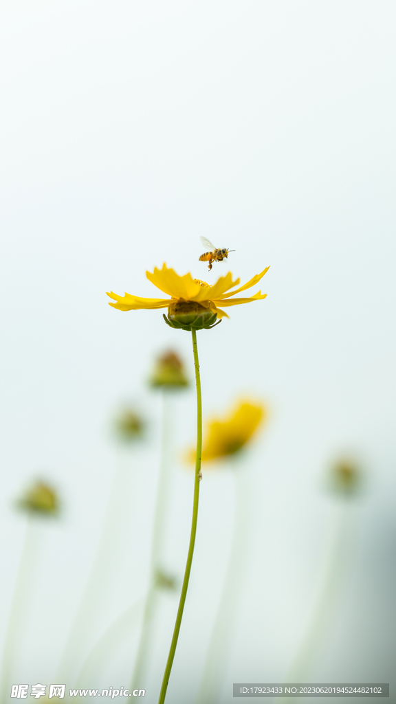 蜜蜂与花