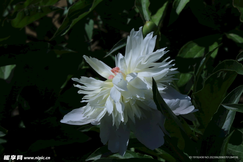 芍药花