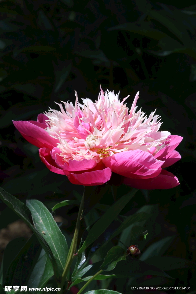 芍药花