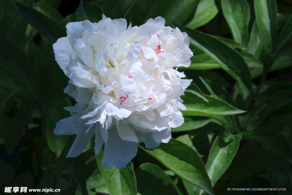 芍药花 