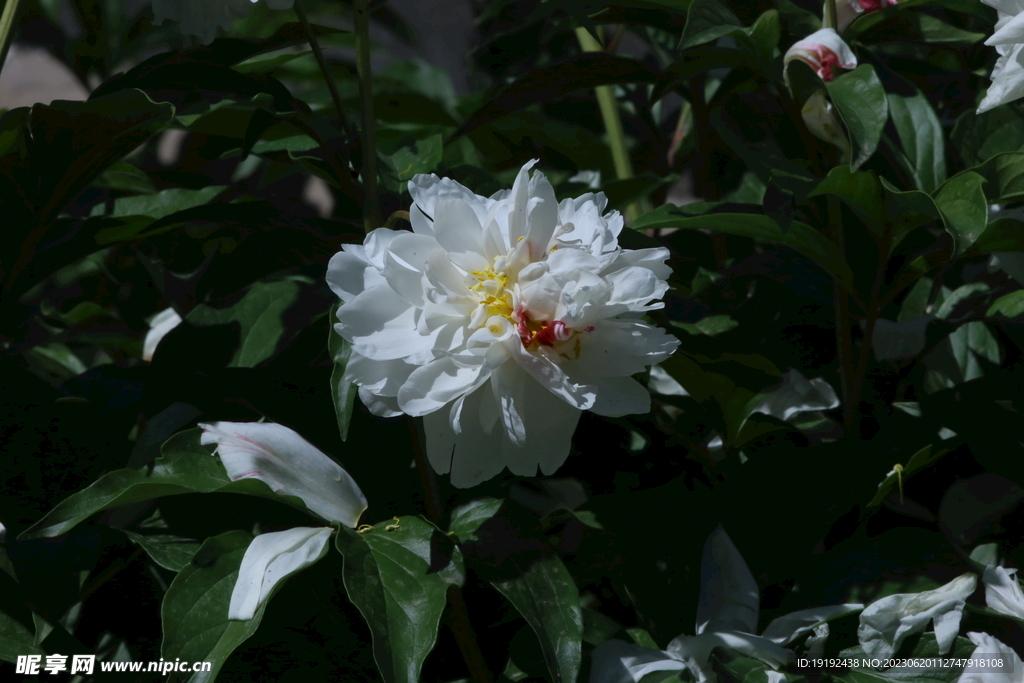 芍药花