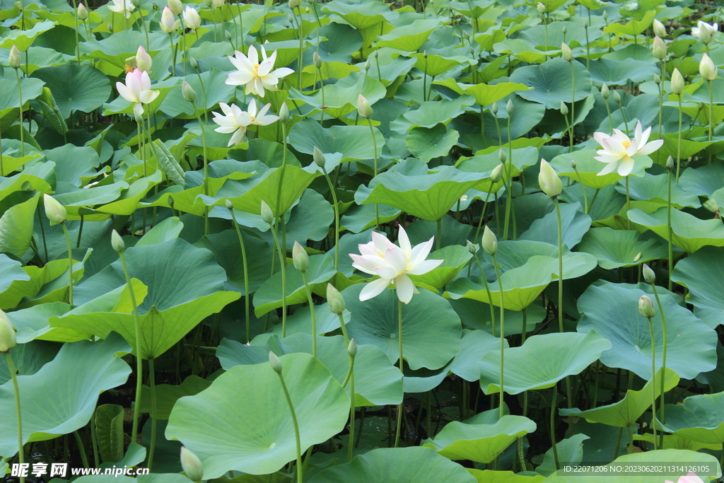 密密麻麻荷花