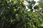 丰硕树木果实 夏天茂盛树木 