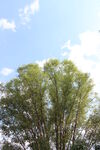 茂盛浓密树冠 夏天茂盛树木