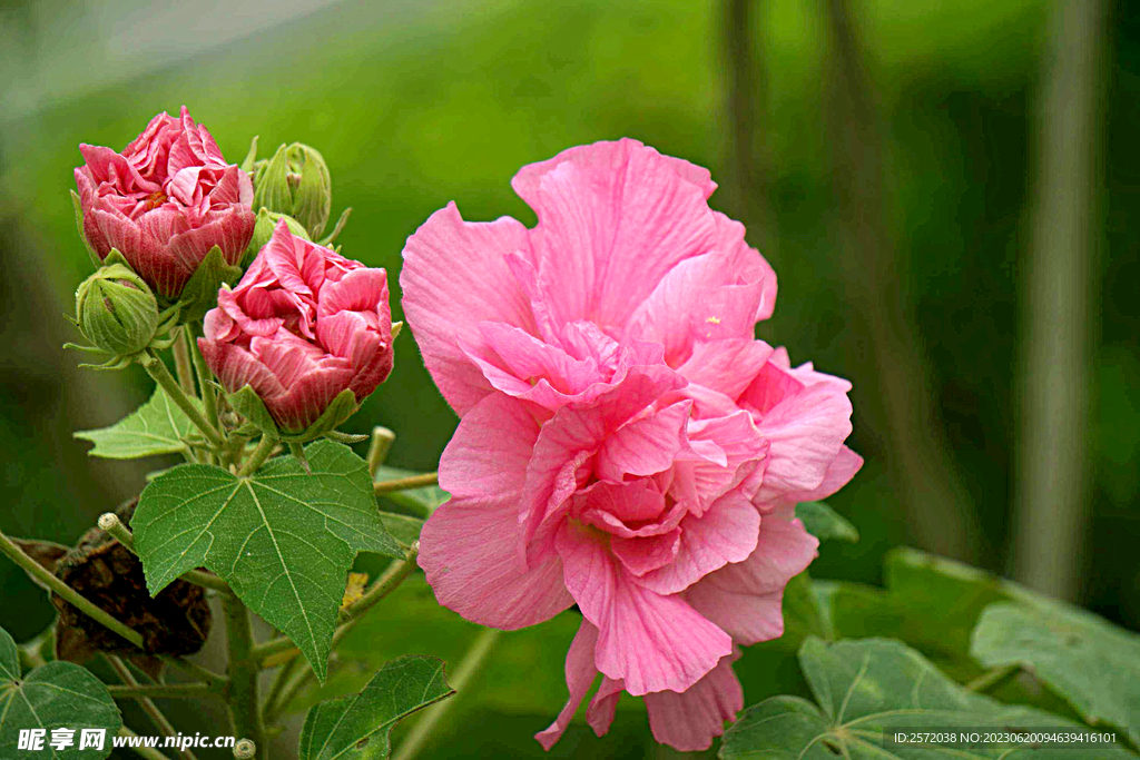 芙蓉花开