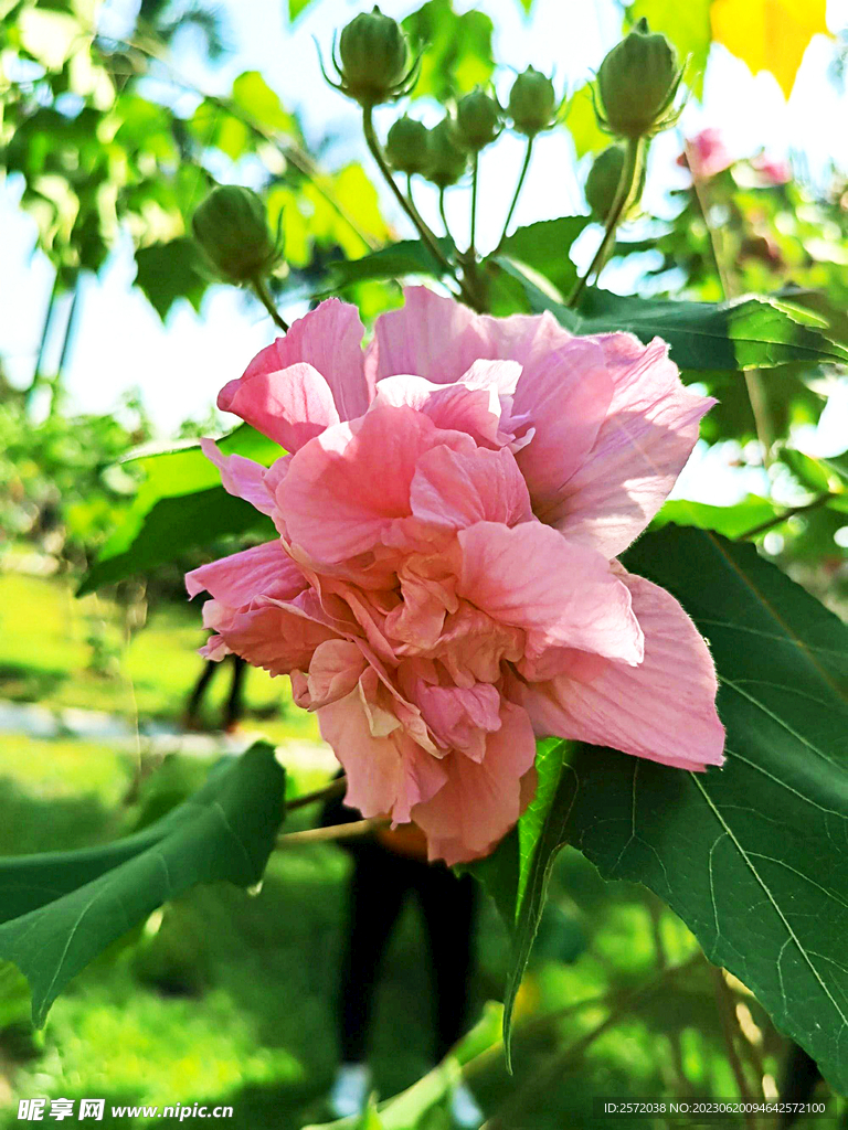 芙蓉花开