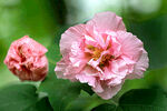 芙蓉花开