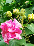 芙蓉花开