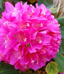 芙蓉花开