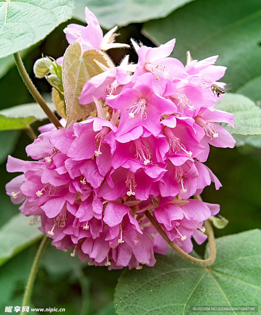 芙蓉花开