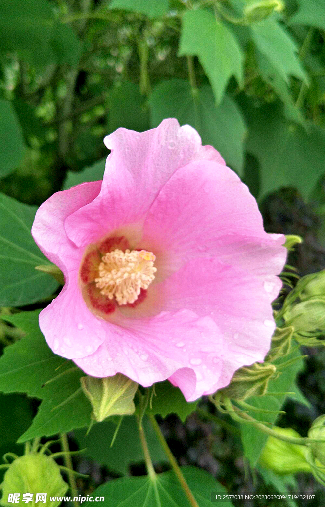 芙蓉花开