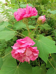 芙蓉花开