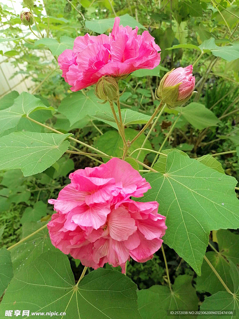 芙蓉花开