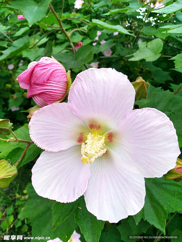 芙蓉花开