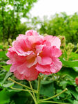 芙蓉花开