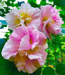 芙蓉花开