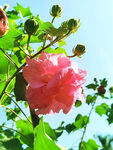 芙蓉花开