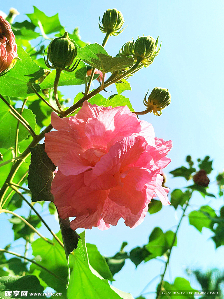 芙蓉花开