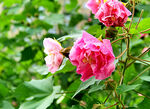 芙蓉花开