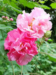 芙蓉花开
