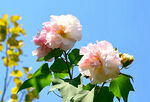 芙蓉花开