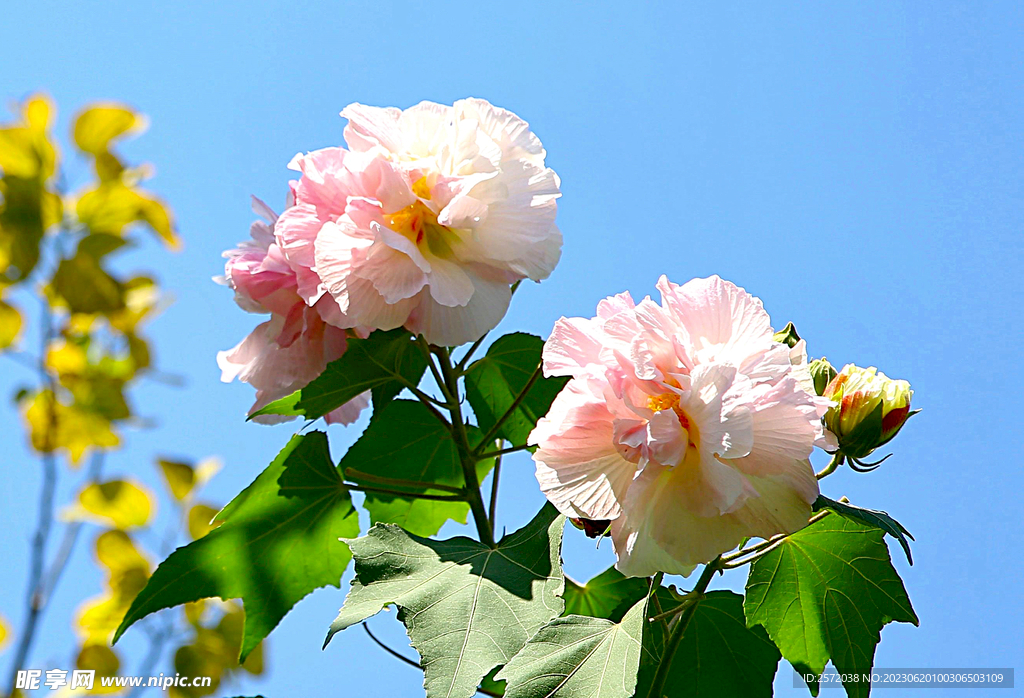 芙蓉花开