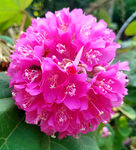 芙蓉花开