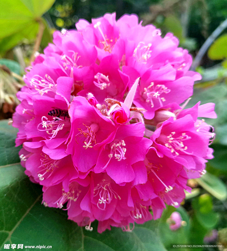 芙蓉花开