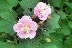 芙蓉花开