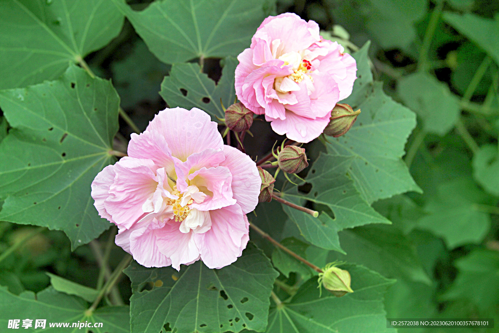 芙蓉花开