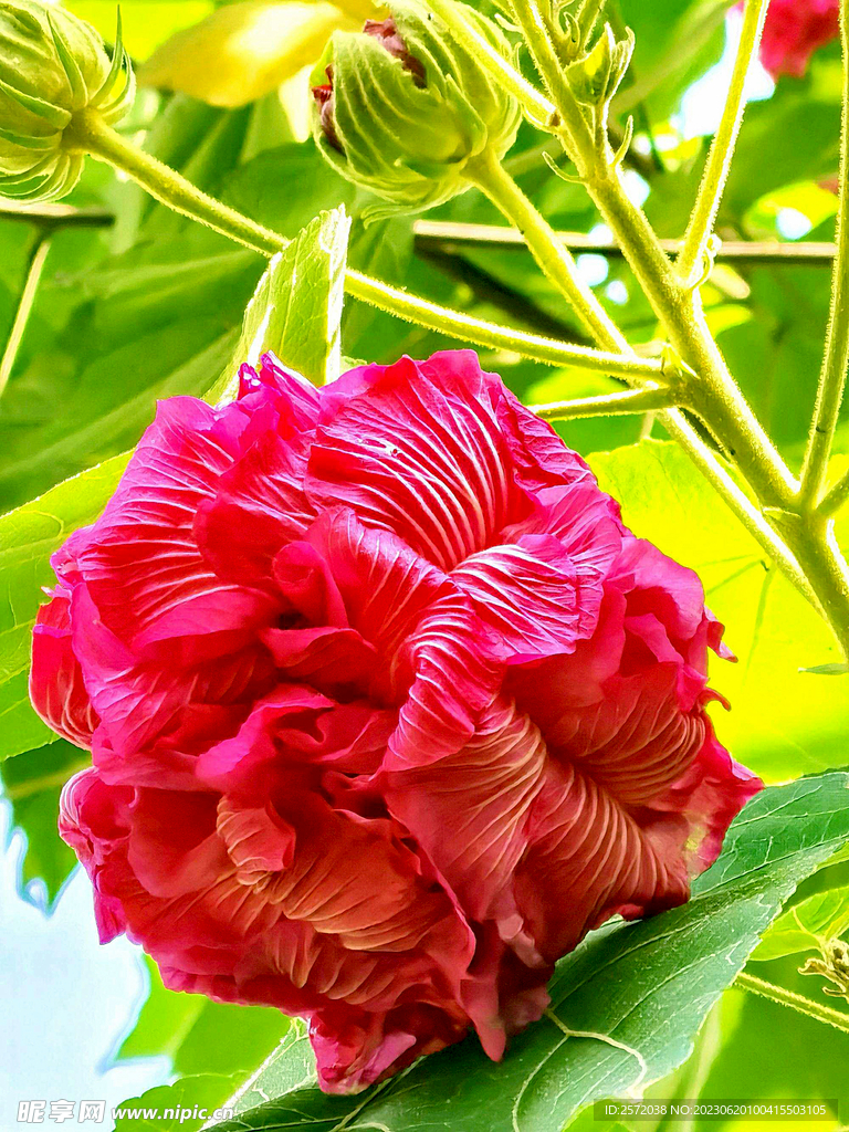 芙蓉花开