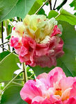 芙蓉花开