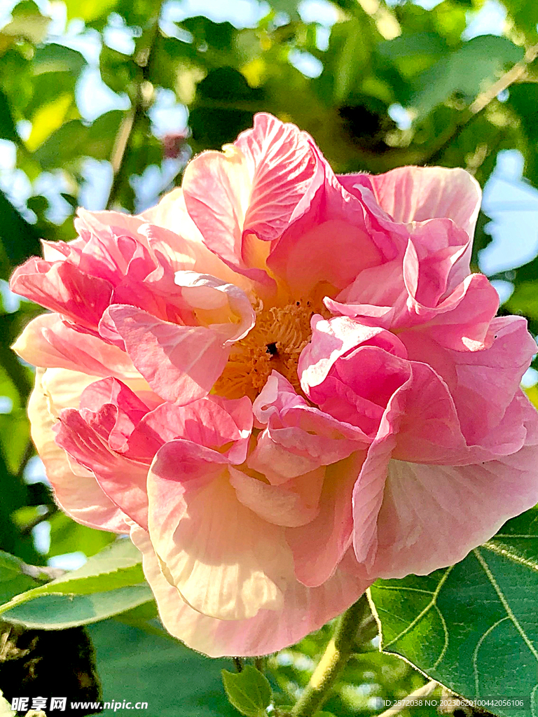 芙蓉花开