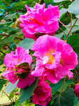 芙蓉花开