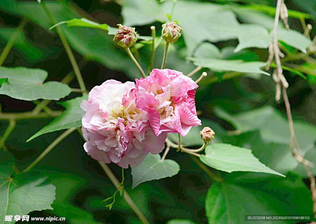 芙蓉花开