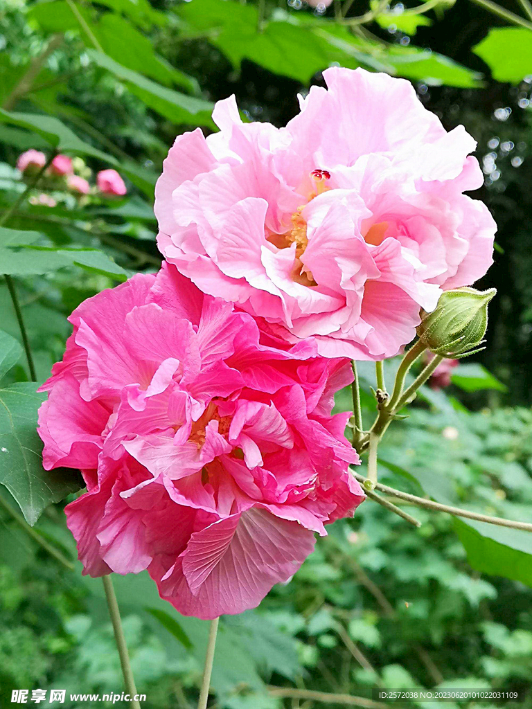 芙蓉花开