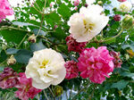 芙蓉花开