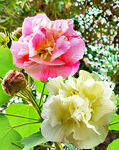 芙蓉花开