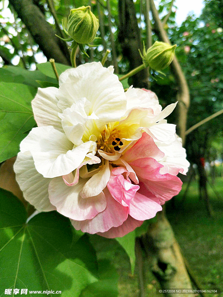 芙蓉花开