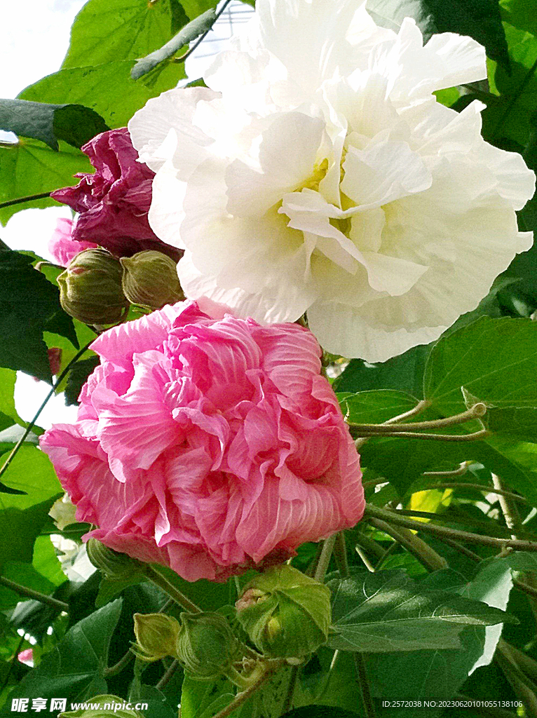 芙蓉花开