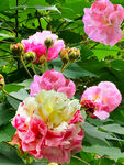 芙蓉花开