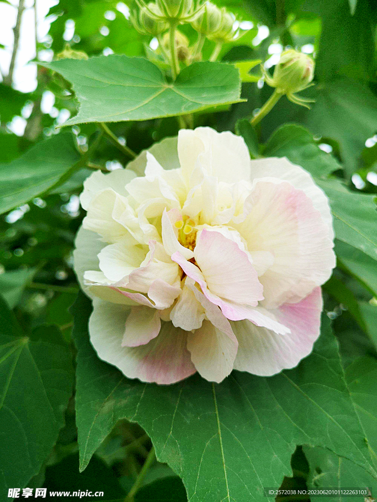 芙蓉花开