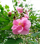 芙蓉花开