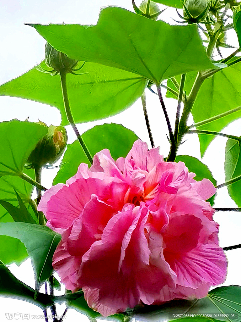 芙蓉花开